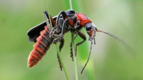 Réf. 302 802 : Cantharis rustica